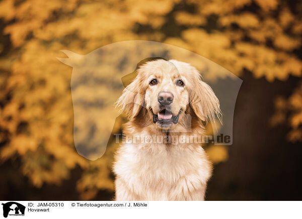 Hovawart / Hovawart / JAM-05310