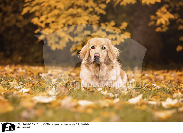 Hovawart / Hovawart / JAM-05313