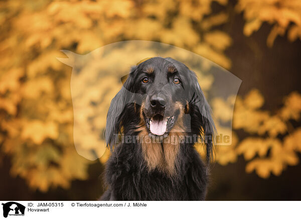 Hovawart / Hovawart / JAM-05315