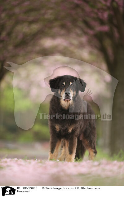 Hovawart / Hovawart / KB-13900