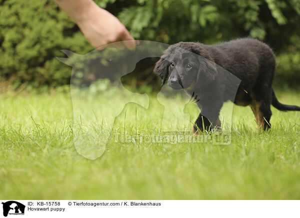 Hovawart Welpe / Hovawart puppy / KB-15758