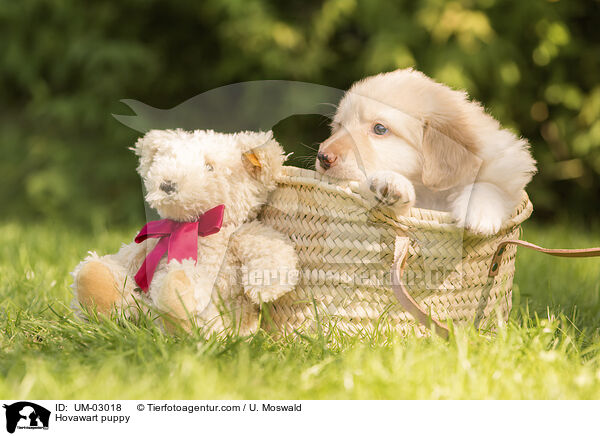 Hovawart Welpe / Hovawart puppy / UM-03018