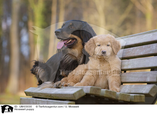 Hovawart Welpe / Hovawart puppy / UM-03030