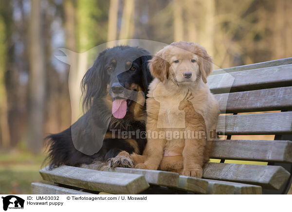 Hovawart Welpe / Hovawart puppy / UM-03032