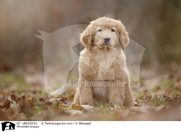 Hovawart Welpe / Hovawart puppy / UM-03033
