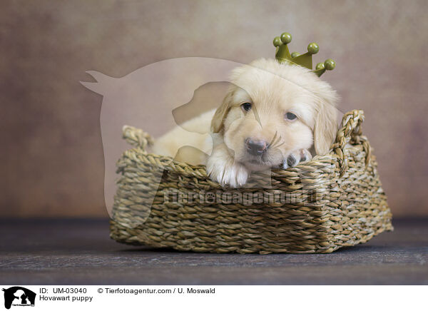 Hovawart Welpe / Hovawart puppy / UM-03040
