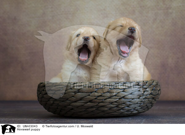 Hovawart Welpe / Hovawart puppy / UM-03043