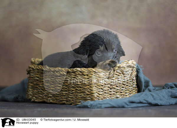Hovawart Welpe / Hovawart puppy / UM-03045