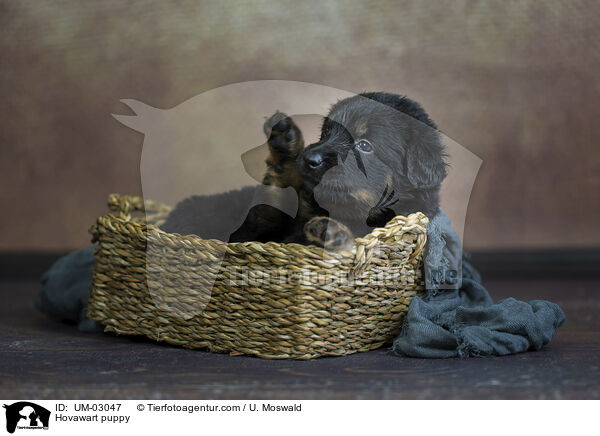 Hovawart Welpe / Hovawart puppy / UM-03047