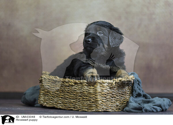 Hovawart Welpe / Hovawart puppy / UM-03048