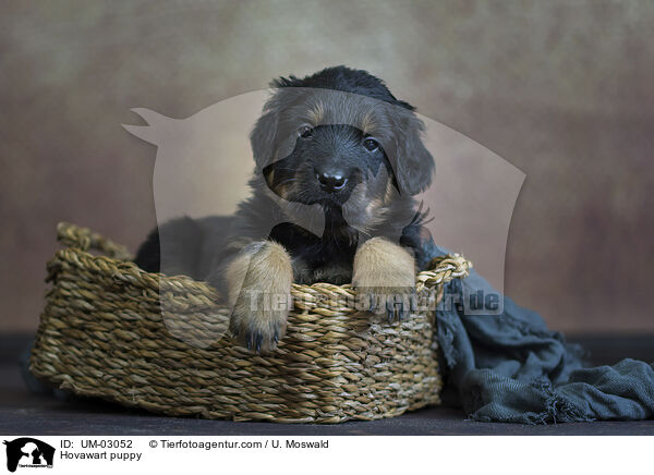 Hovawart Welpe / Hovawart puppy / UM-03052