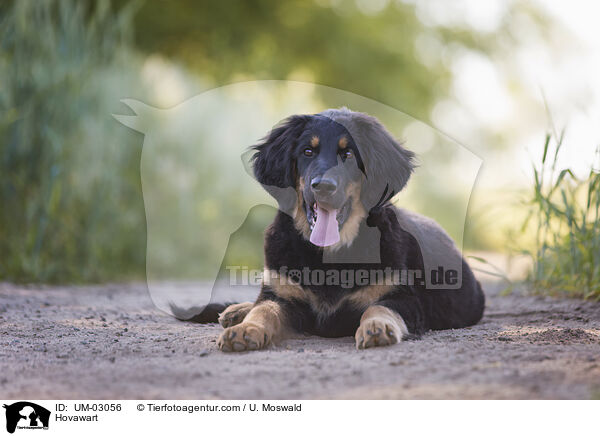 Hovawart / Hovawart / UM-03056