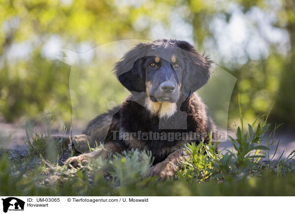 Hovawart / Hovawart / UM-03065