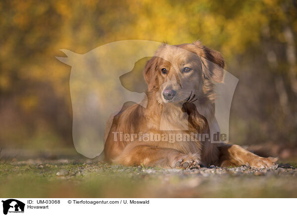 Hovawart / Hovawart / UM-03068