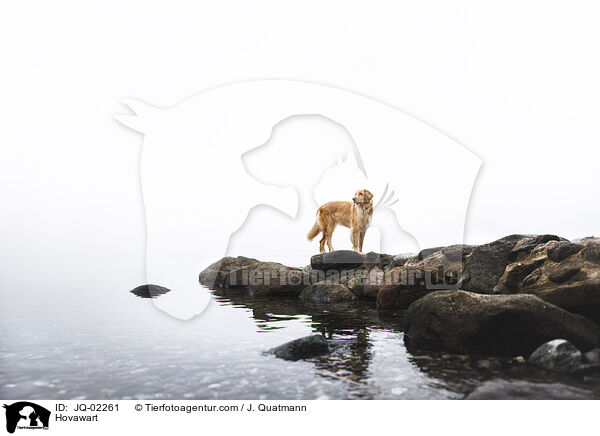 Hovawart / Hovawart / JQ-02261