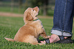 puppy