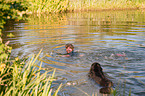 woman and Hovawart are bathing