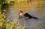 woman and Hovawart are bathing