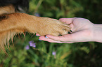 Hovawart gives paw