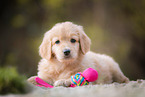 Hovawart Puppy