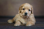 Hovawart Puppy