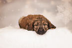 Hovawart Puppy