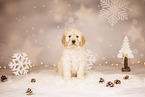 Hovawart Puppy