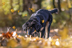 Hovawart Puppy