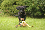 Hovawart puppy