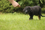 Hovawart puppy