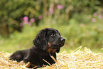 Hovawart puppy