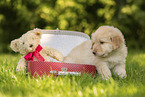 Hovawart puppy