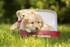 Hovawart puppy