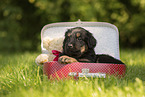 Hovawart puppy