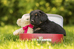 Hovawart puppy