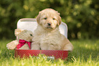 Hovawart puppy