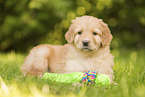 Hovawart puppy