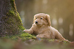Hovawart puppy