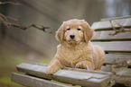 Hovawart puppy