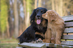 Hovawart puppy