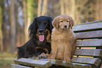 Hovawart puppy