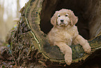 Hovawart puppy