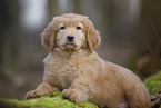 Hovawart puppy