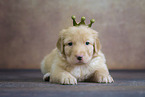 Hovawart puppy
