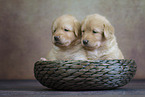 Hovawart puppy