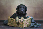 Hovawart puppy