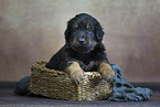 Hovawart puppy