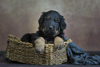 Hovawart puppy