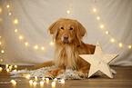 Hovawart in christmas decoration
