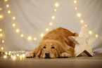 Hovawart in christmas decoration
